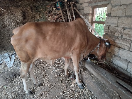 હોળકિ  વેચવા ની છે
