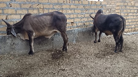 બળદ વેસવાના છે