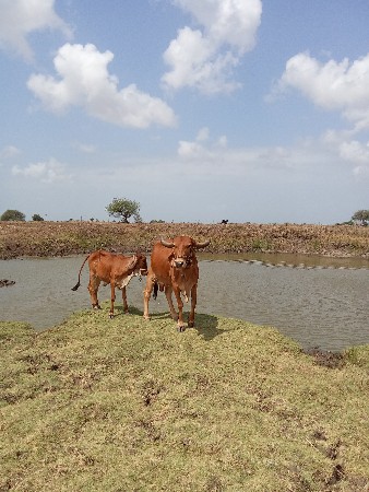 વેશવ