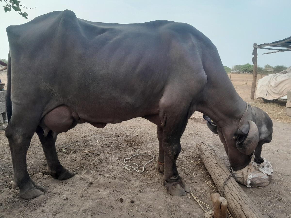 ભેસ વેચવા ની છે