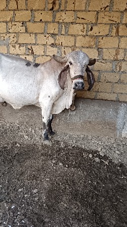 ગાય વેચવાની છે