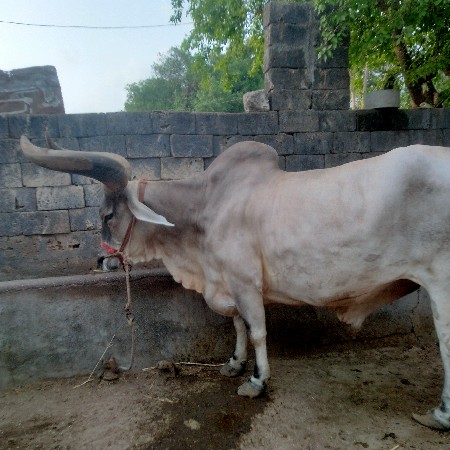 સાવાસોજા