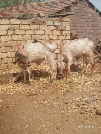 ગોડલા 8140485704