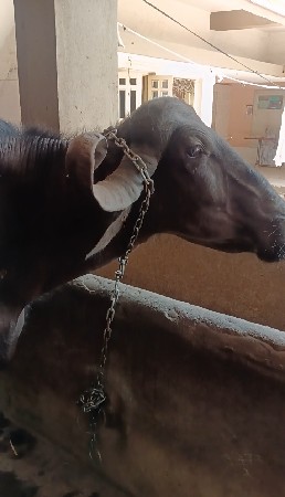 જાફરાબાદી ભેંસ