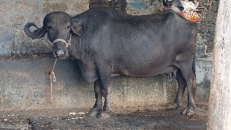 ભેંશ વેચવાની છે