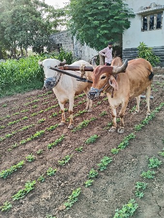 કમ્પ્લેટ ચાલુ