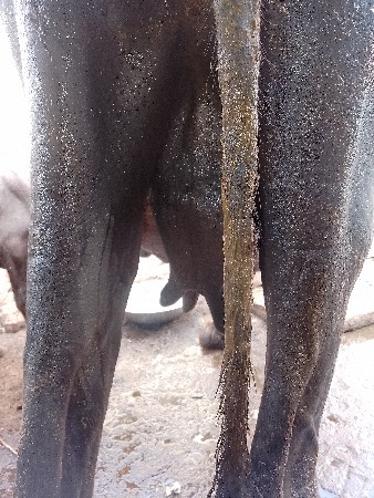 આ ભૈસ વેચવાની છે