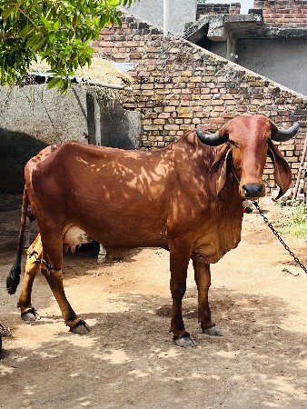 પેલા વેતર ની ઓડકી 5 દિવસ ની