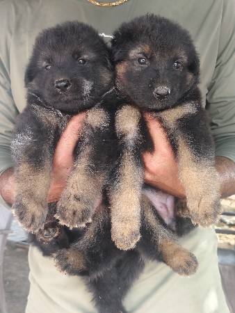 jarman sefad puppy