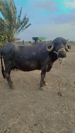 જય માતાજી