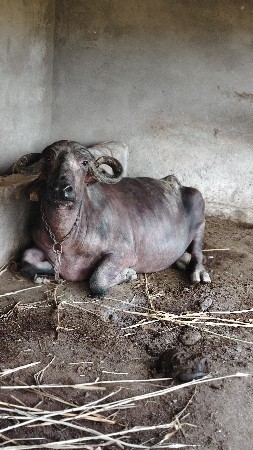 બંને એક સાથે વેચવાની છે
