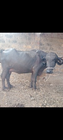 ભેંસ વેચવાની છે