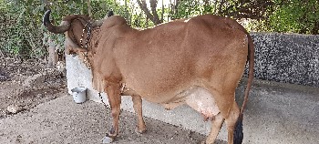 ગાય વેસવા ની છે.