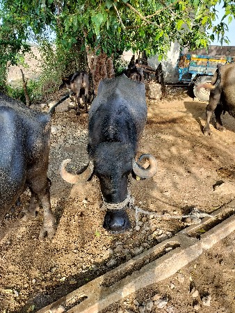 ભેંશ વેચવાની છે