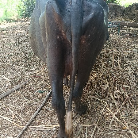 ભેંસ વેચવાની છે