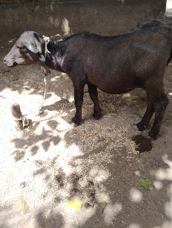 પાડી વેચવાની છે.