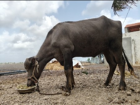 અઢી વર્ષ ની ખડેલી વેચવાની છે