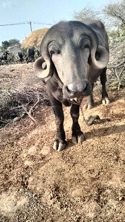 પાડો વેચવાનો છે