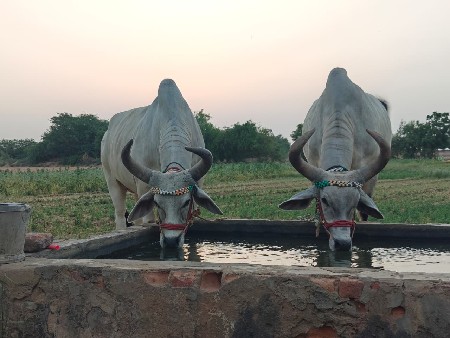 ગોધલા