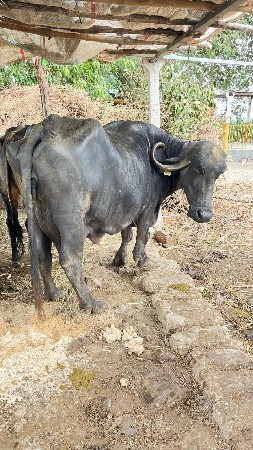 ભેંસ વેચવાની છે.