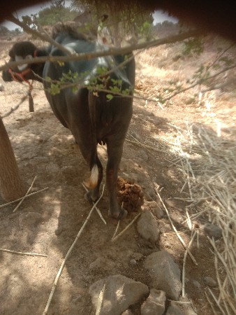ખળેલી વેચવાની છે