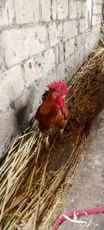 દેશી મુરધાઓ
