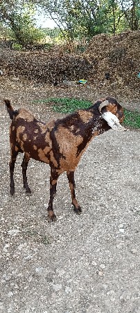 અજમેરી બ્રિડર વેચવાનો છે.