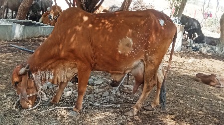 ગાય વેચવાની છે