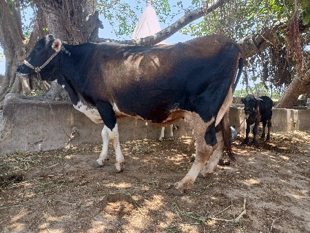 ગાય વેસવાની