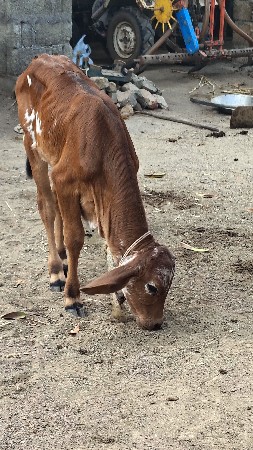 HF વાછડી દેવા ની છે