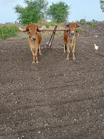 બીજી ધર ના ગોધલા વેશવાના છે