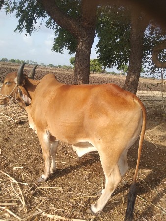 એક‌ બળદ વેચવાનો છે.