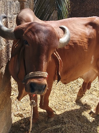 ગાય સાવ સોજી છે ફુલ જવાબ દારી