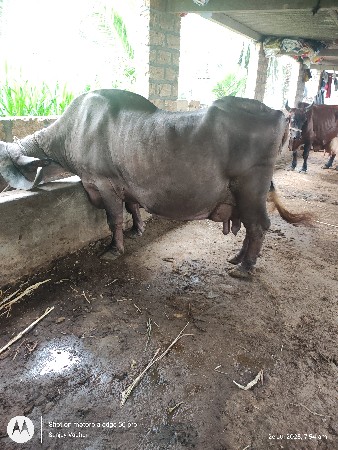 જાફરી ભેંશ દેવા ની સે