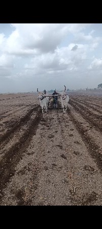 ગોઢલા વેચવાના છે