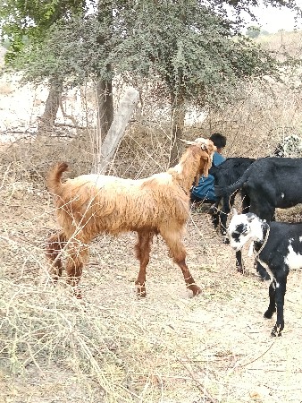 ગોપાલ