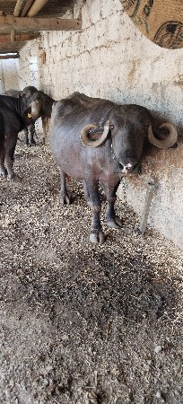 ભેંસ વેચવાની છે