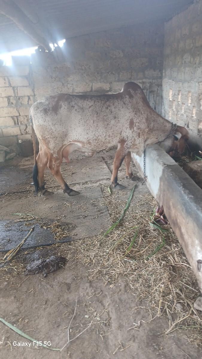 ગાય વેચવાની છે