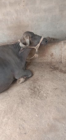 પેલા વેતરમાં છે