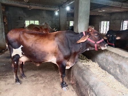 ગાય વેચવાની છે