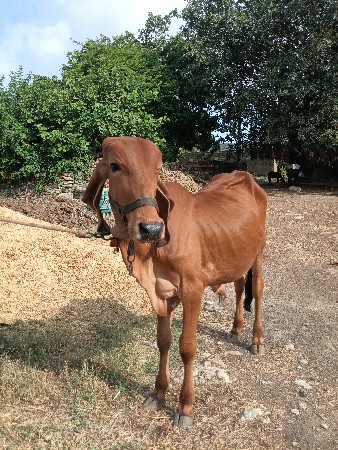 ગોઢલો વેચવાનો છે