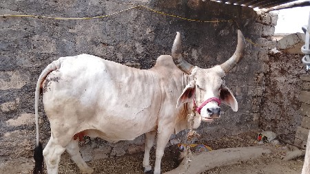 ગાય વેચવાની છે