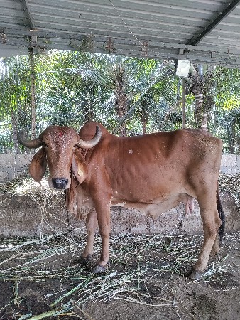 ગીર ગાય