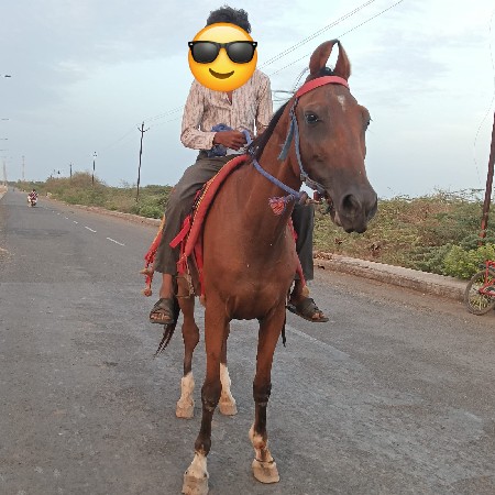 ઘોડી