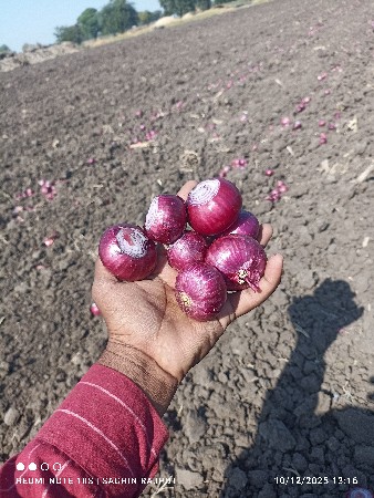 प्याज बिज नाशिक रेड,(  लाल ) और गर्