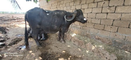 જાફરાબાદી ભેંસ વેચવાની છે