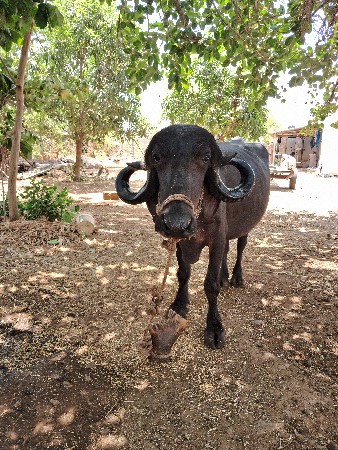બે ભેંસ વેચવા ની છે