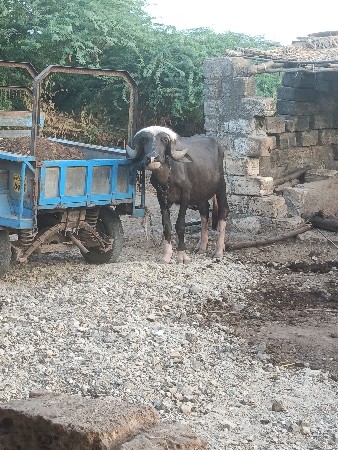 જાફરાબાદી ખડેલા. 2 પાડો.1