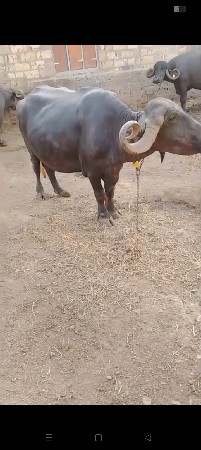 10દીવશ ની કાશી છે