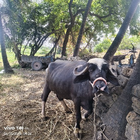 ભેંસ વેચવાની છે
